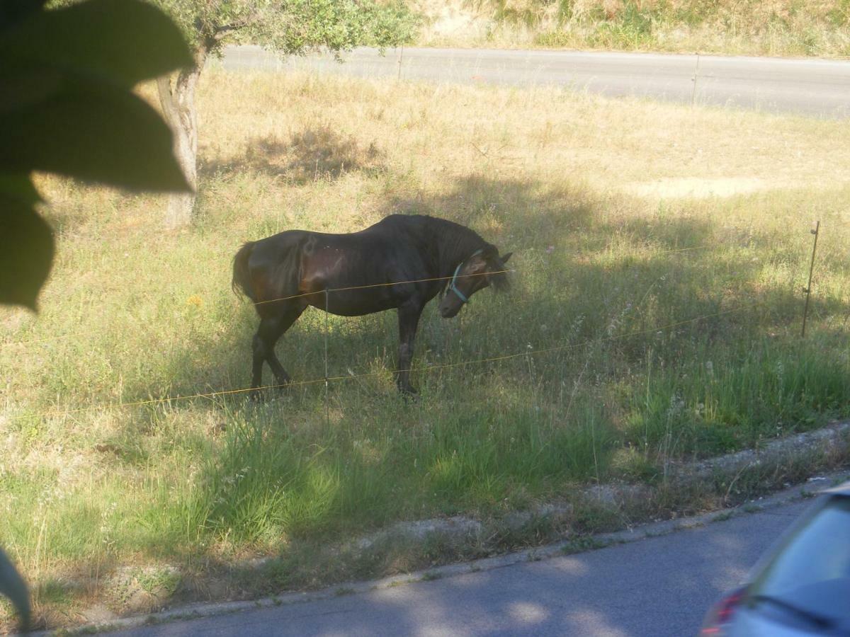 Alloggio per agriturismo Trivilini *